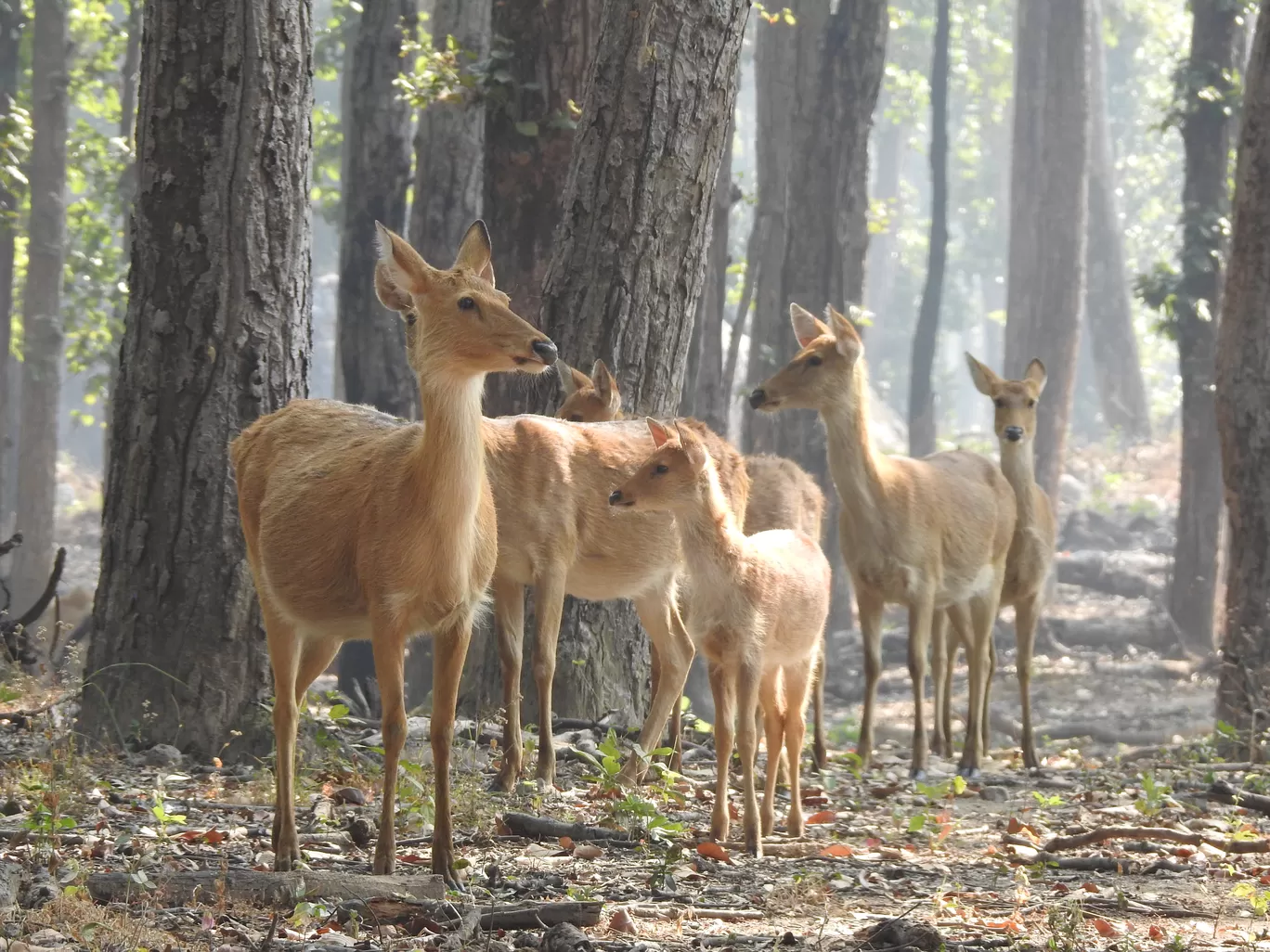 Photo of Kanha Kisli National Park By Jyotin Prachand