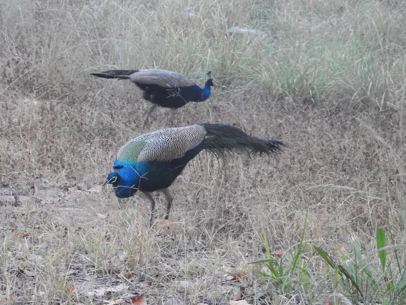 Photo of Kanha Kisli National Park By Jyotin Prachand