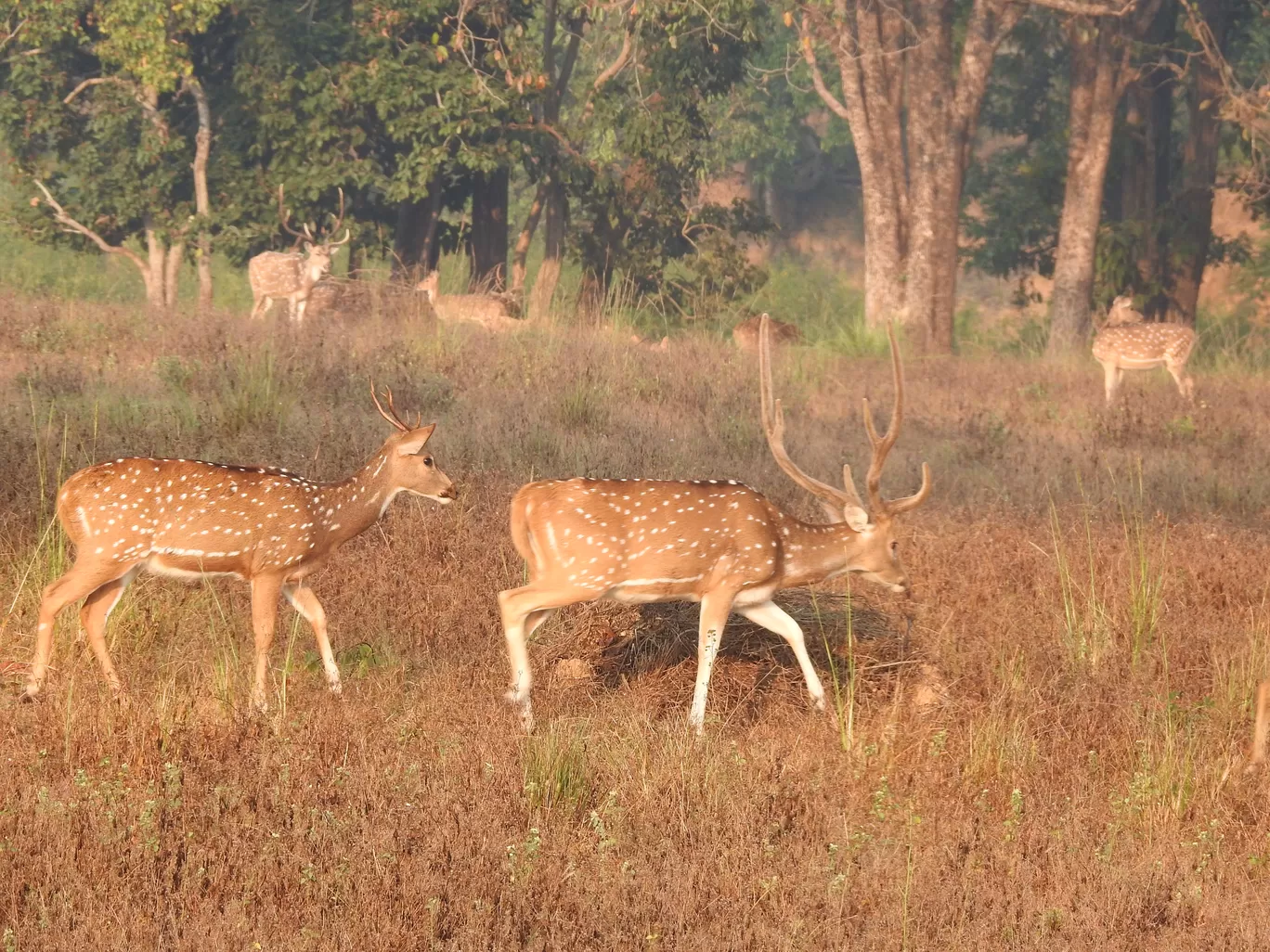 Photo of Kanha Kisli National Park By Jyotin Prachand