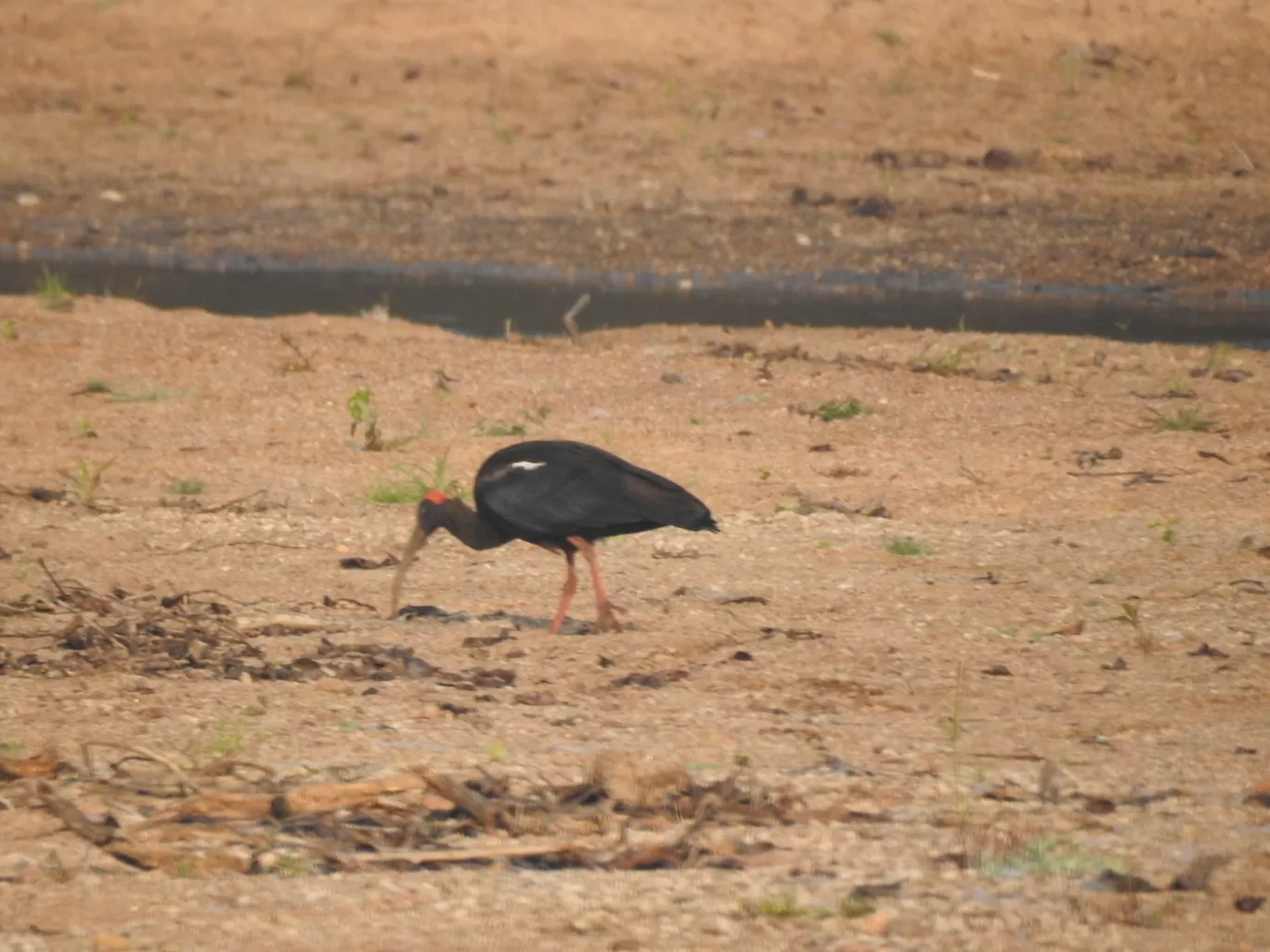 Photo of Kanha Kisli National Park By Jyotin Prachand