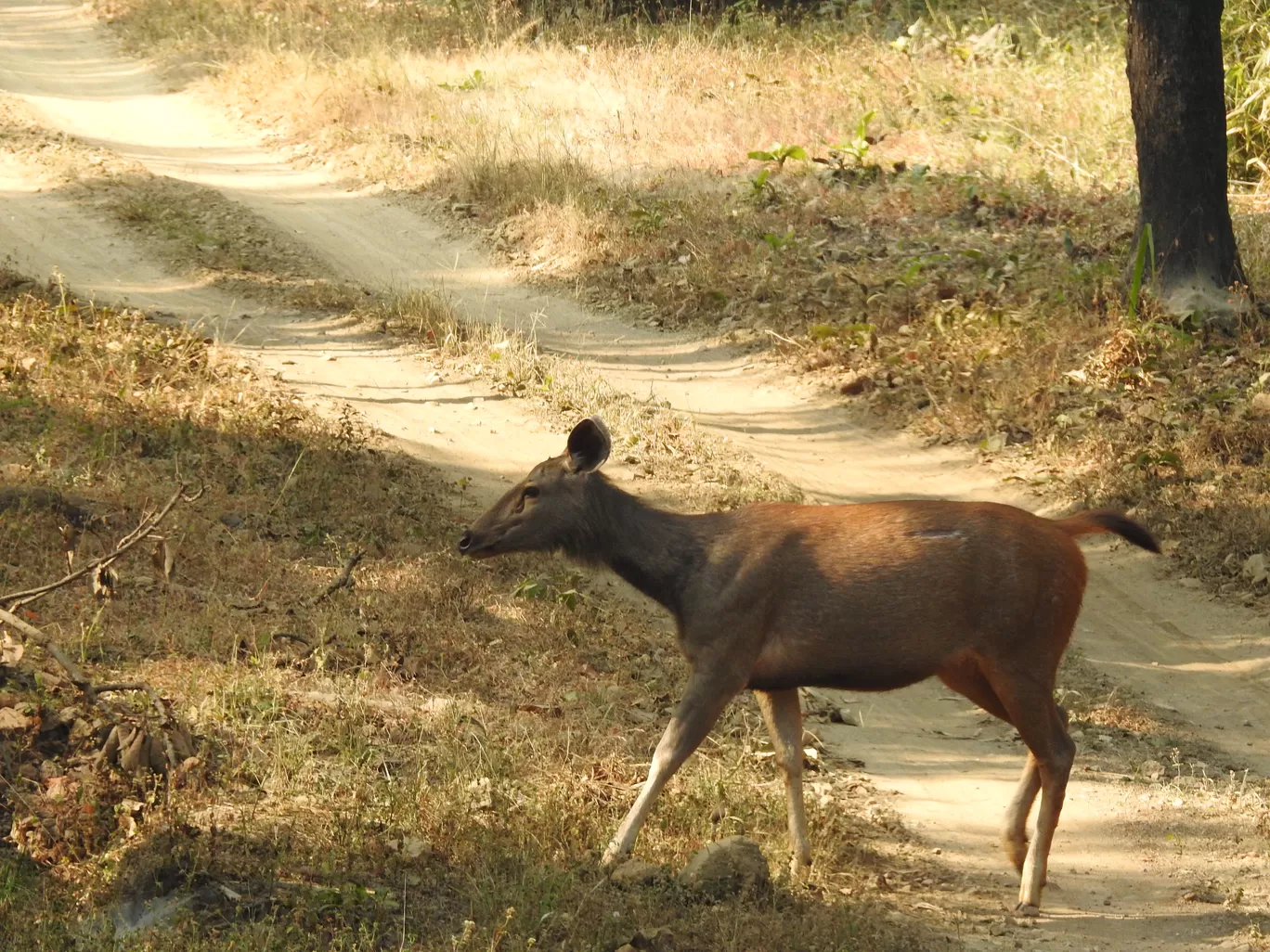 Photo of Kanha Kisli National Park By Jyotin Prachand