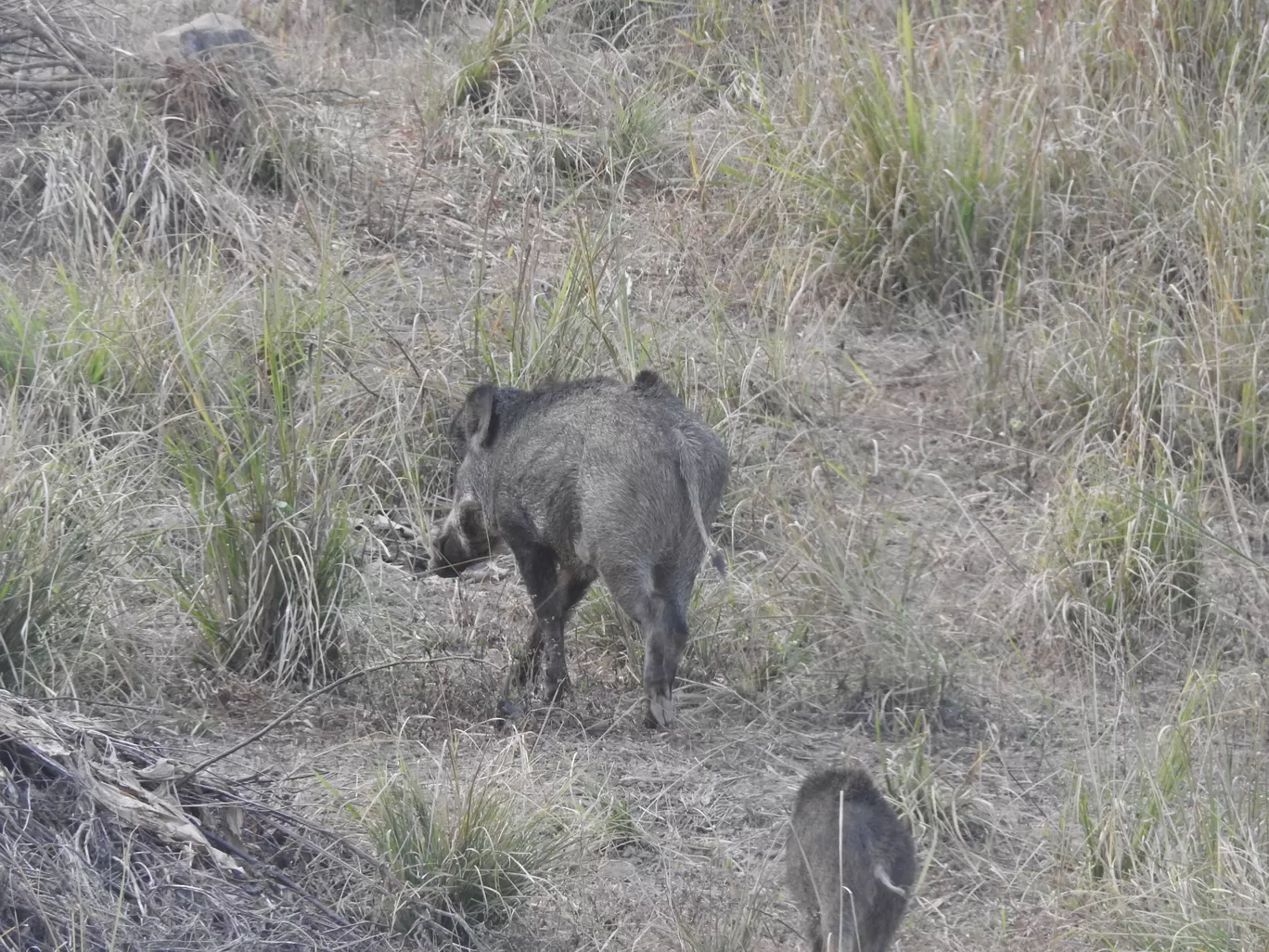 Photo of Kanha Kisli National Park By Jyotin Prachand