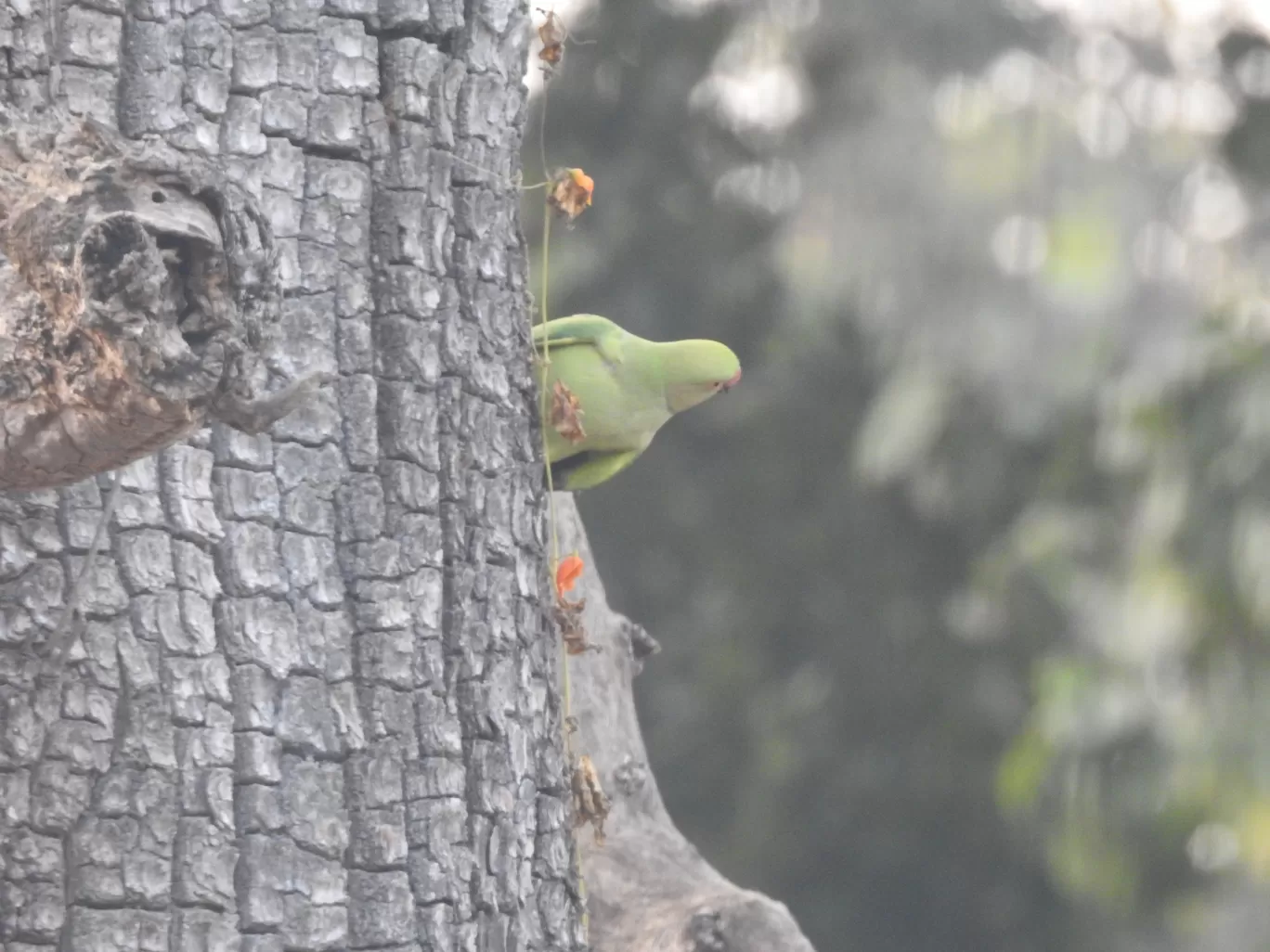 Photo of Kanha Kisli National Park By Jyotin Prachand