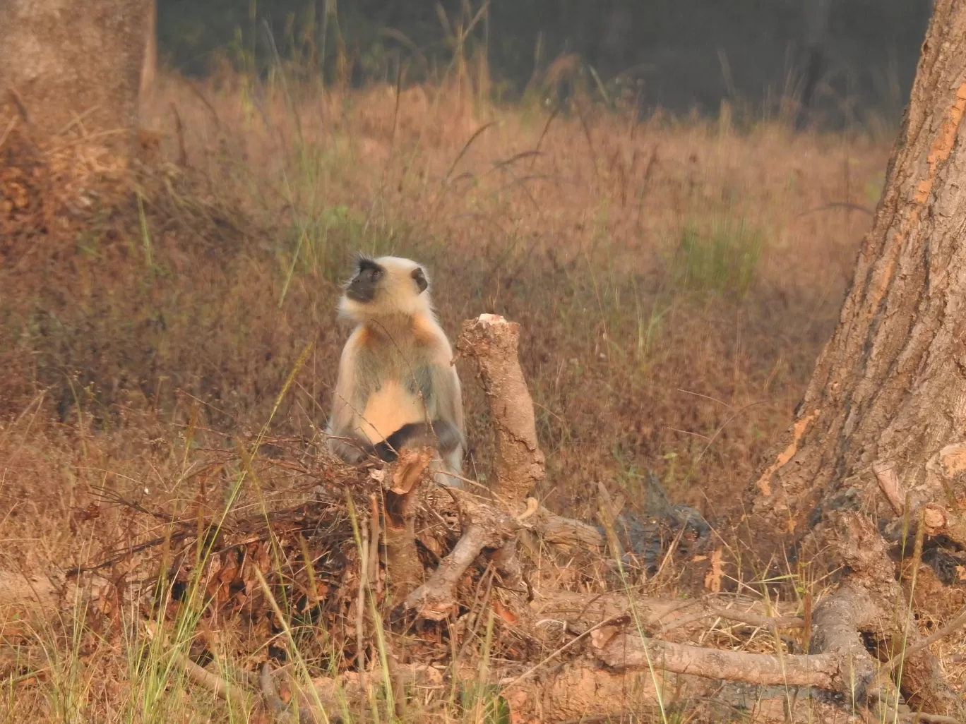 Photo of Kanha Kisli National Park By Jyotin Prachand