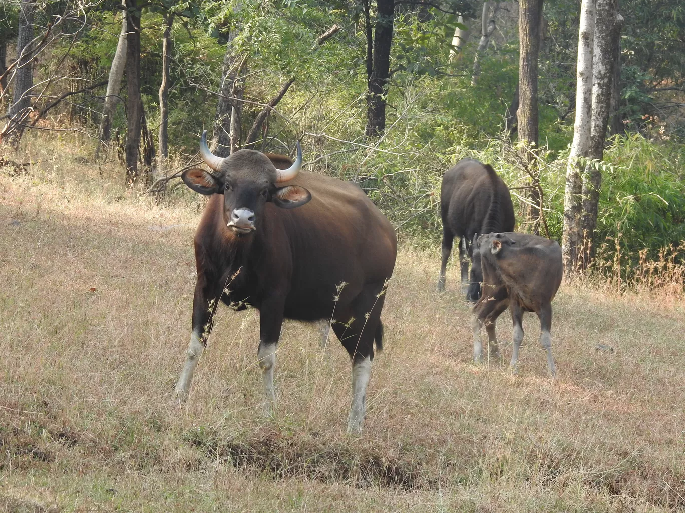 Photo of Kanha Kisli National Park By Jyotin Prachand