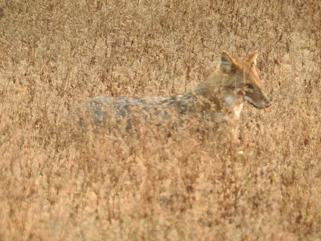 Photo of Kanha Kisli National Park By Jyotin Prachand