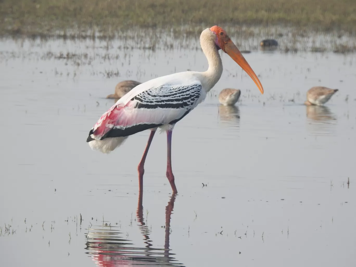 Photo of Bhigwan Bird Sanctuary By Jyotin Prachand