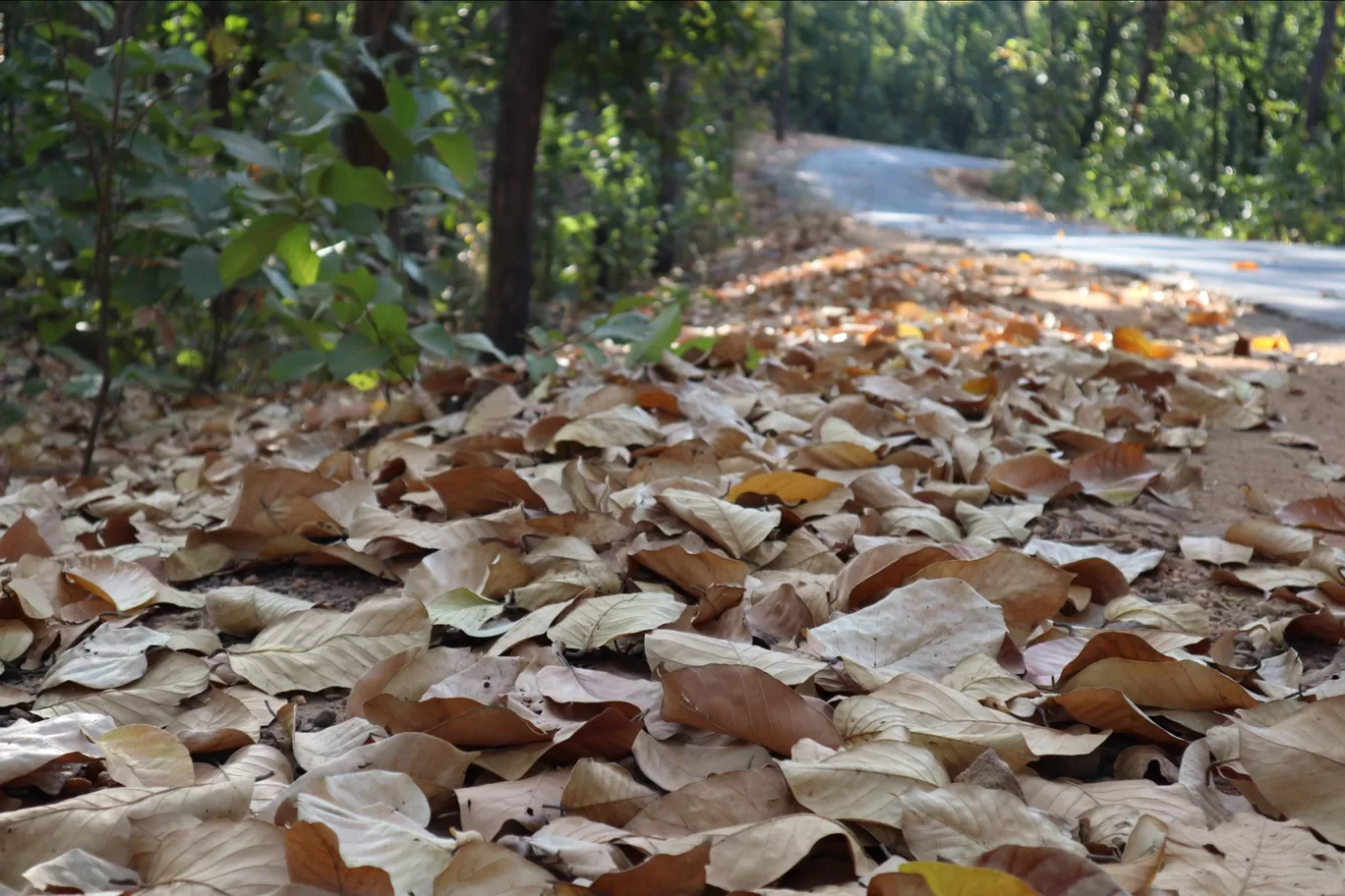 Photo of Pachmarhi Biosphere Reserve By Saurav Satpute