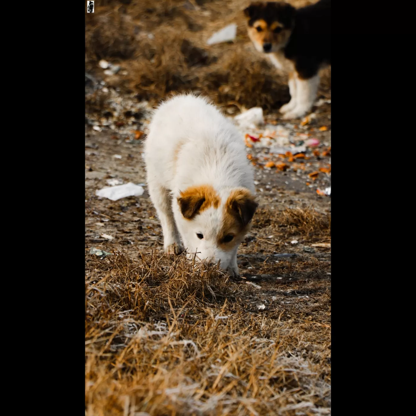 Photo of Srinagar By Sha Li Ni K