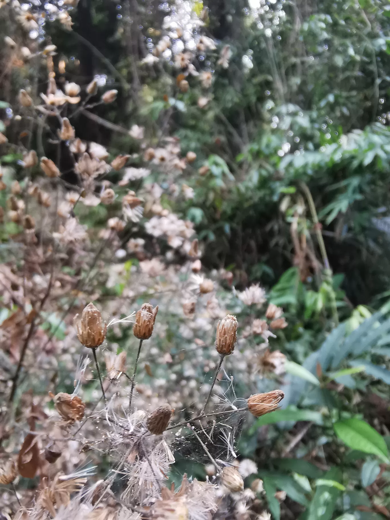 Photo of Khao Yai National Park By Aparna Sharma