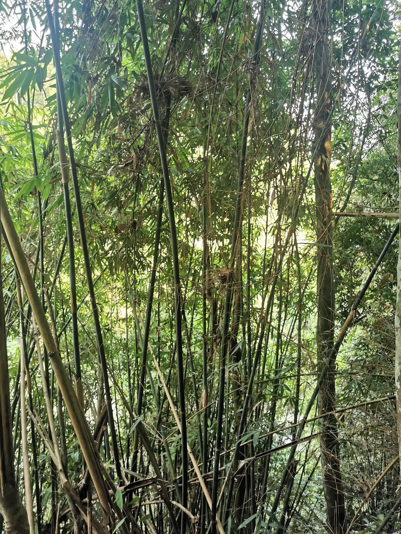 Photo of Khao Yai National Park By Aparna Sharma