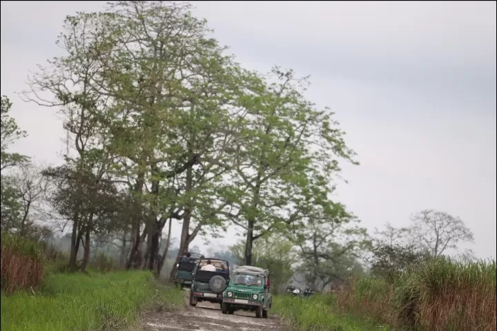 Photo of Kaziranga National Park By Rumki Sengupta