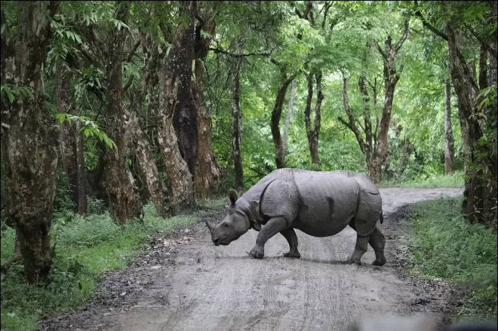 Photo of Kaziranga National Park By Rumki Sengupta