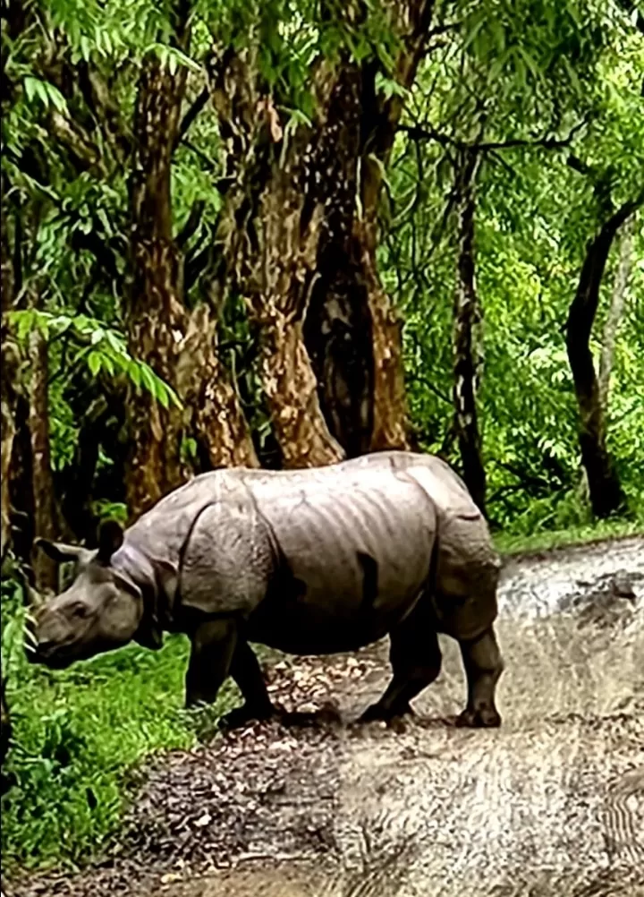 Photo of Kaziranga National Park By Rumki Sengupta