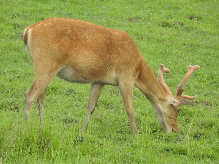 Photo of Kaziranga National Park By Rumki Sengupta