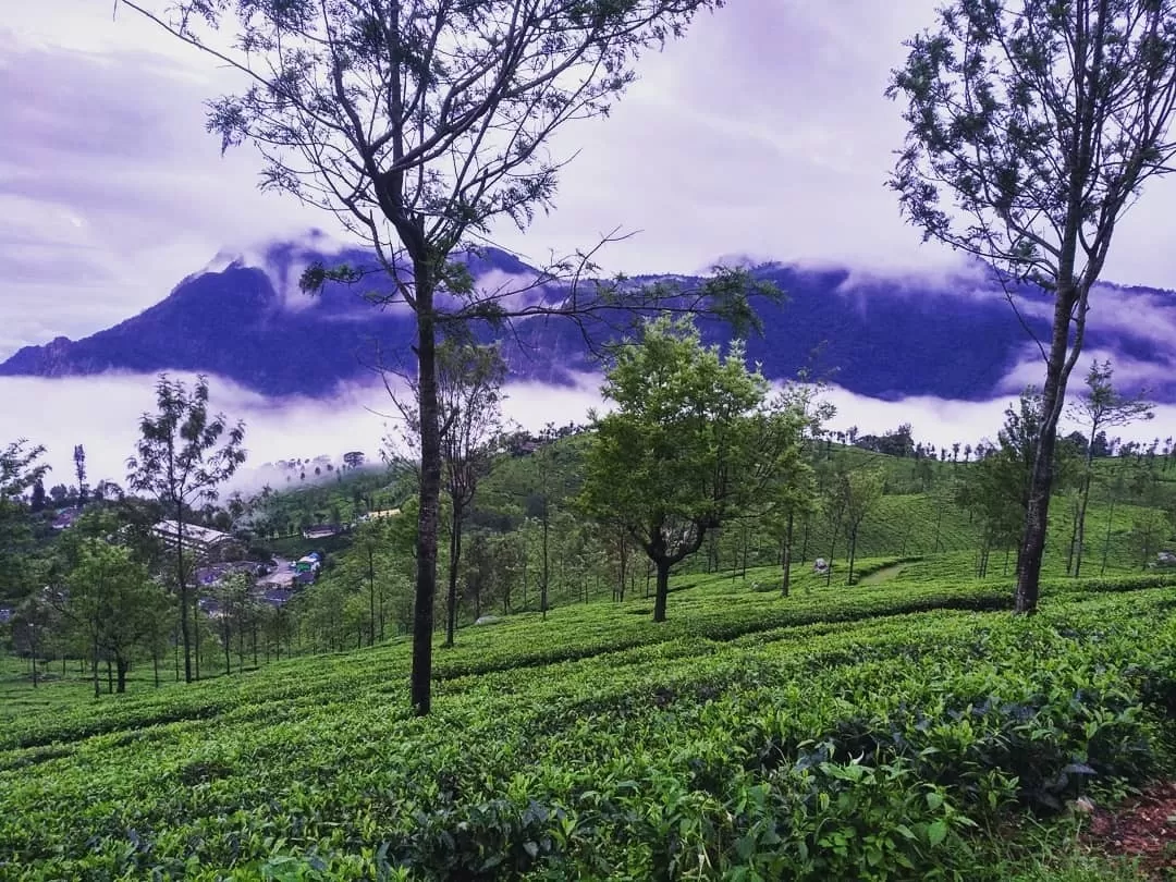 Photo of Coonoor Tea Estate By Mohit Sharma