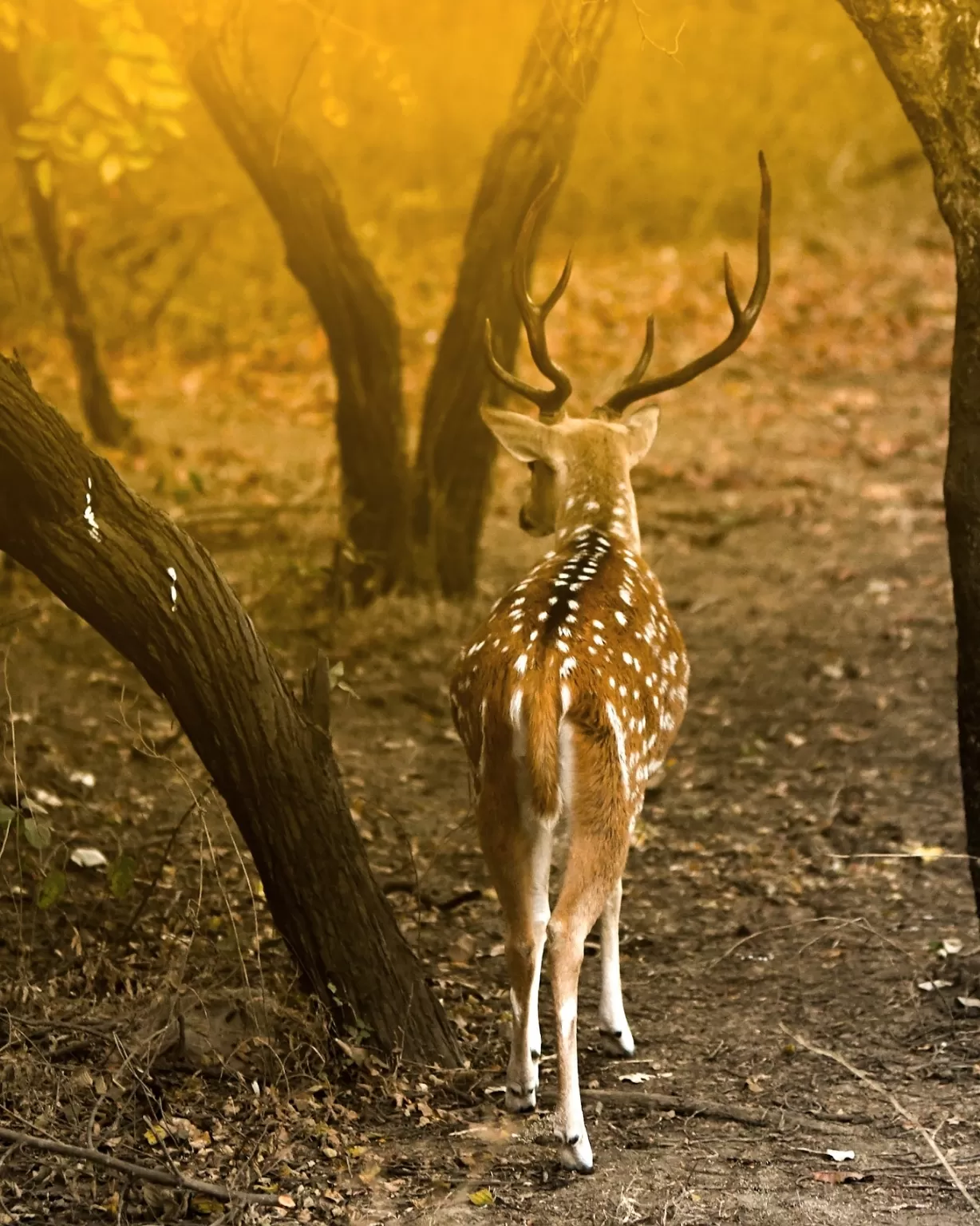 Photo of Gujarat By Sahil Kumar