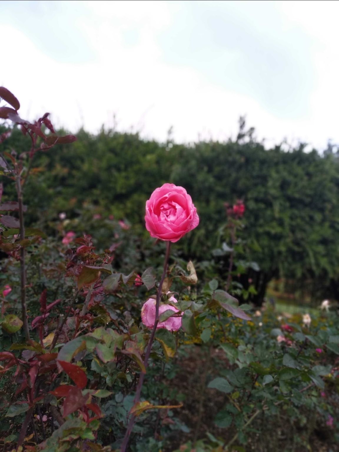 Photo of Rose garden By Vikas Garg
