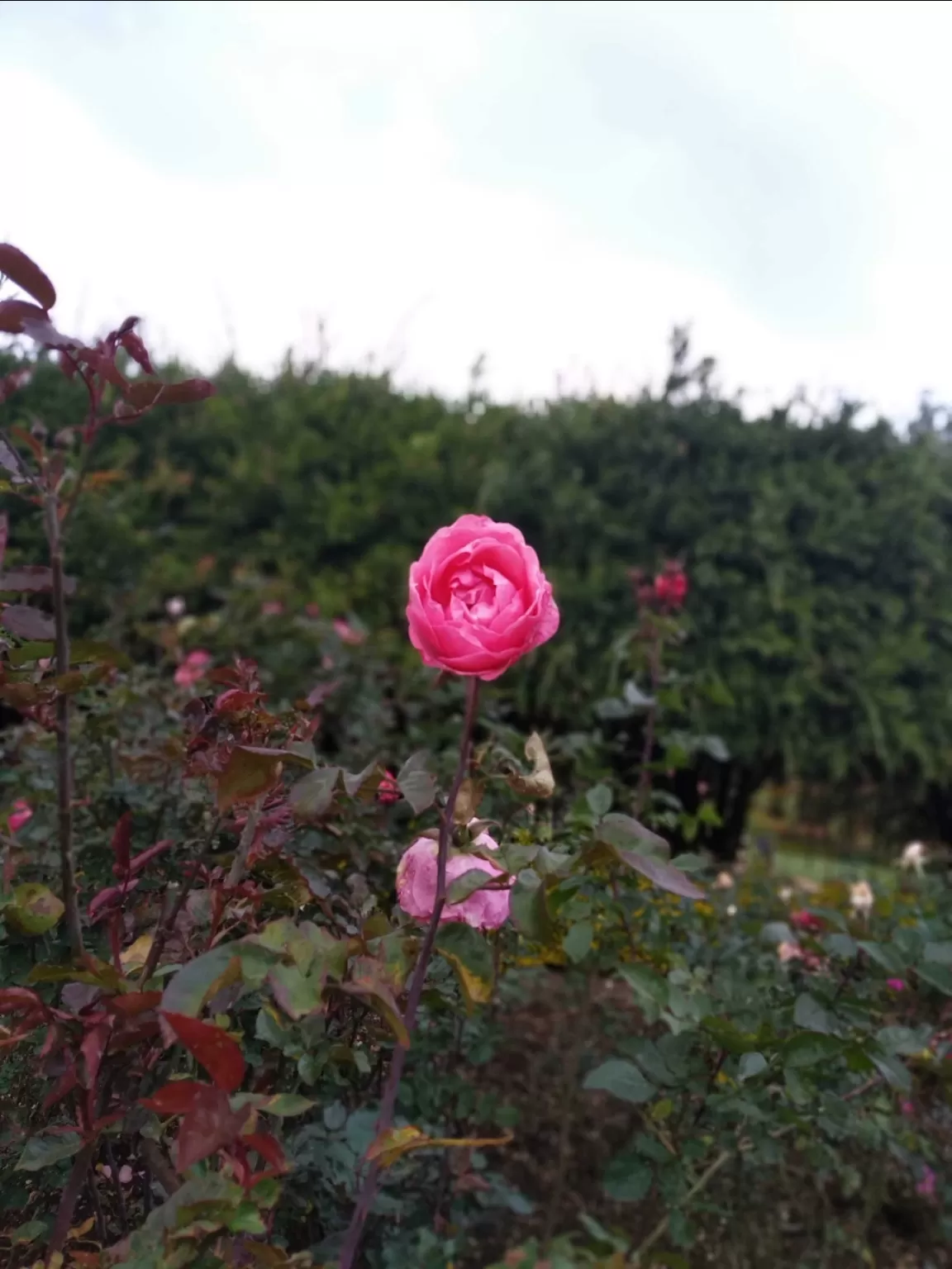 Photo of Rose garden By Vikas Garg