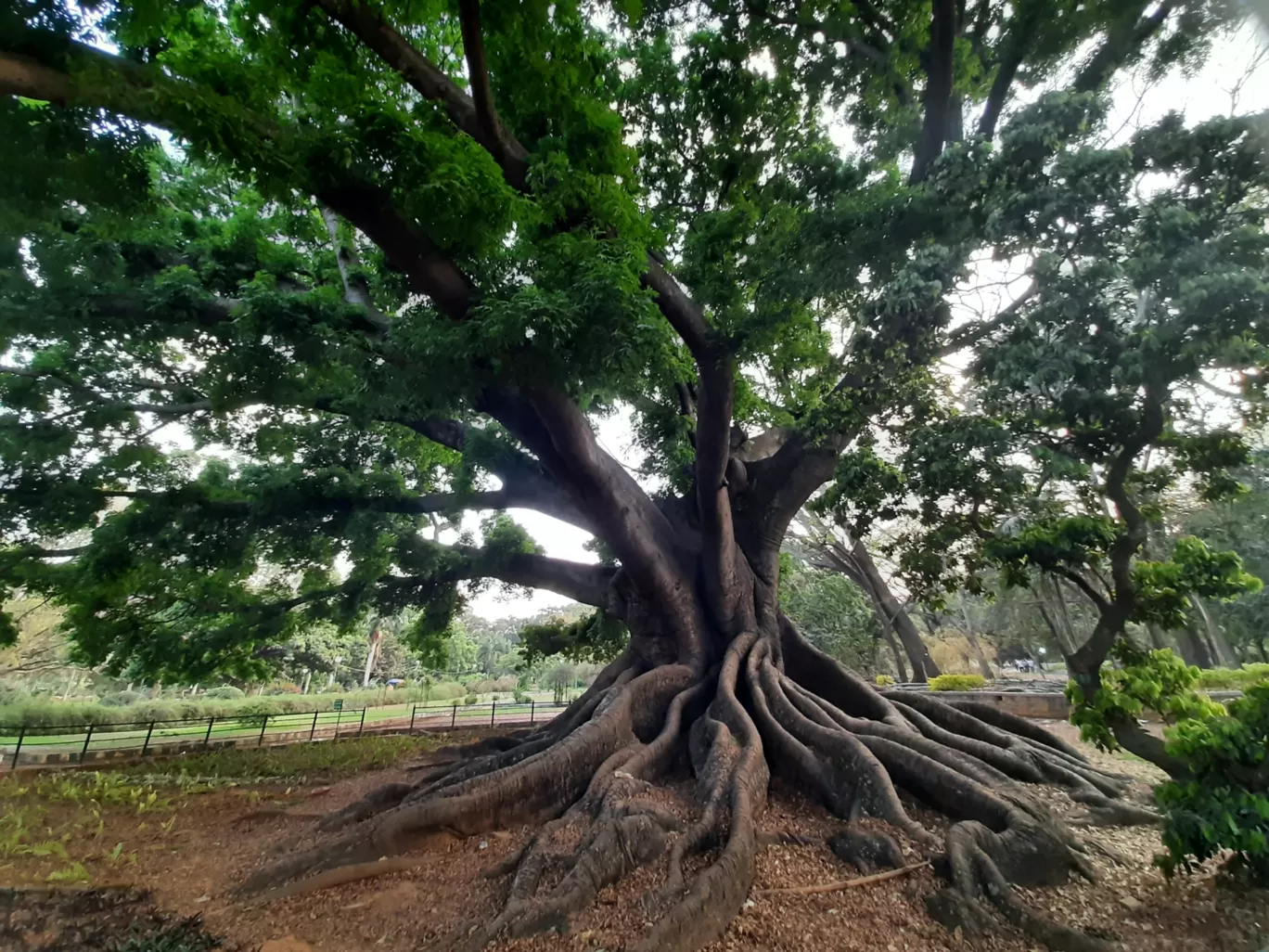 Photo of Lalbagh Botanical Garden By Jeevan Varghese