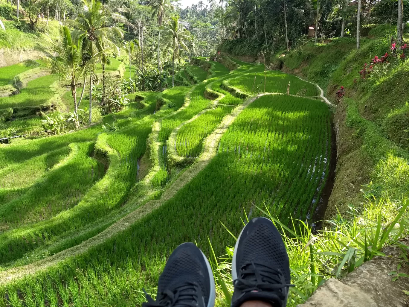 Photo of Tegallalang Rice Terrace By Amirtheshwar Santhosh