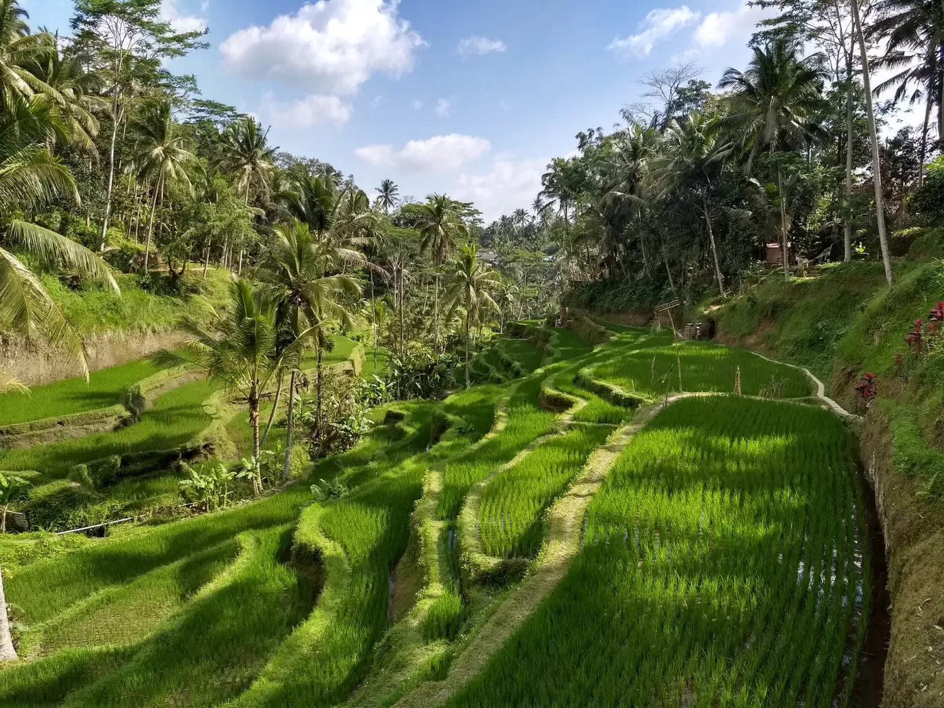 Photo of Tegallalang Rice Terrace By Amirtheshwar Santhosh