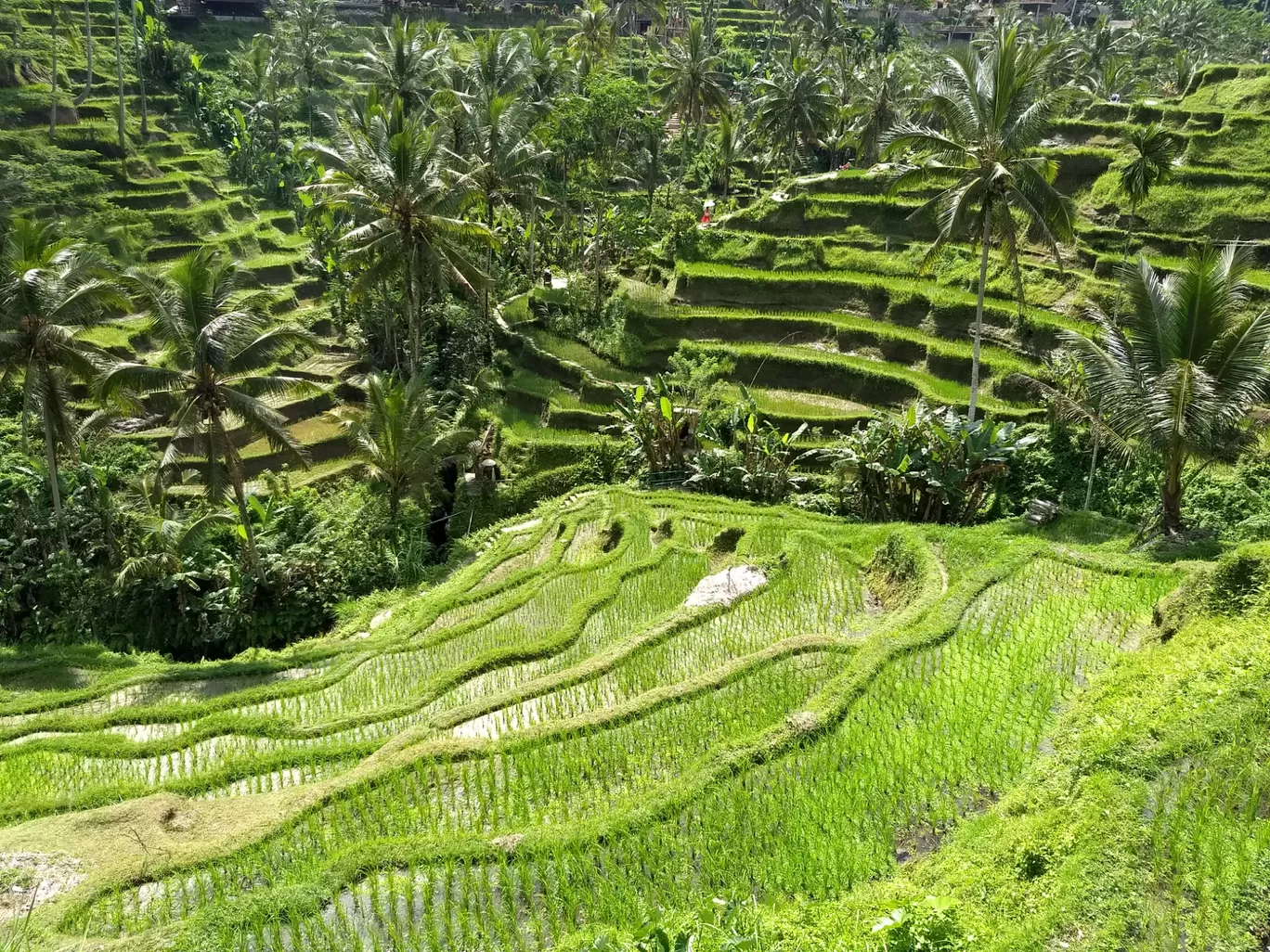 Photo of Tegallalang Rice Terrace By Amirtheshwar Santhosh