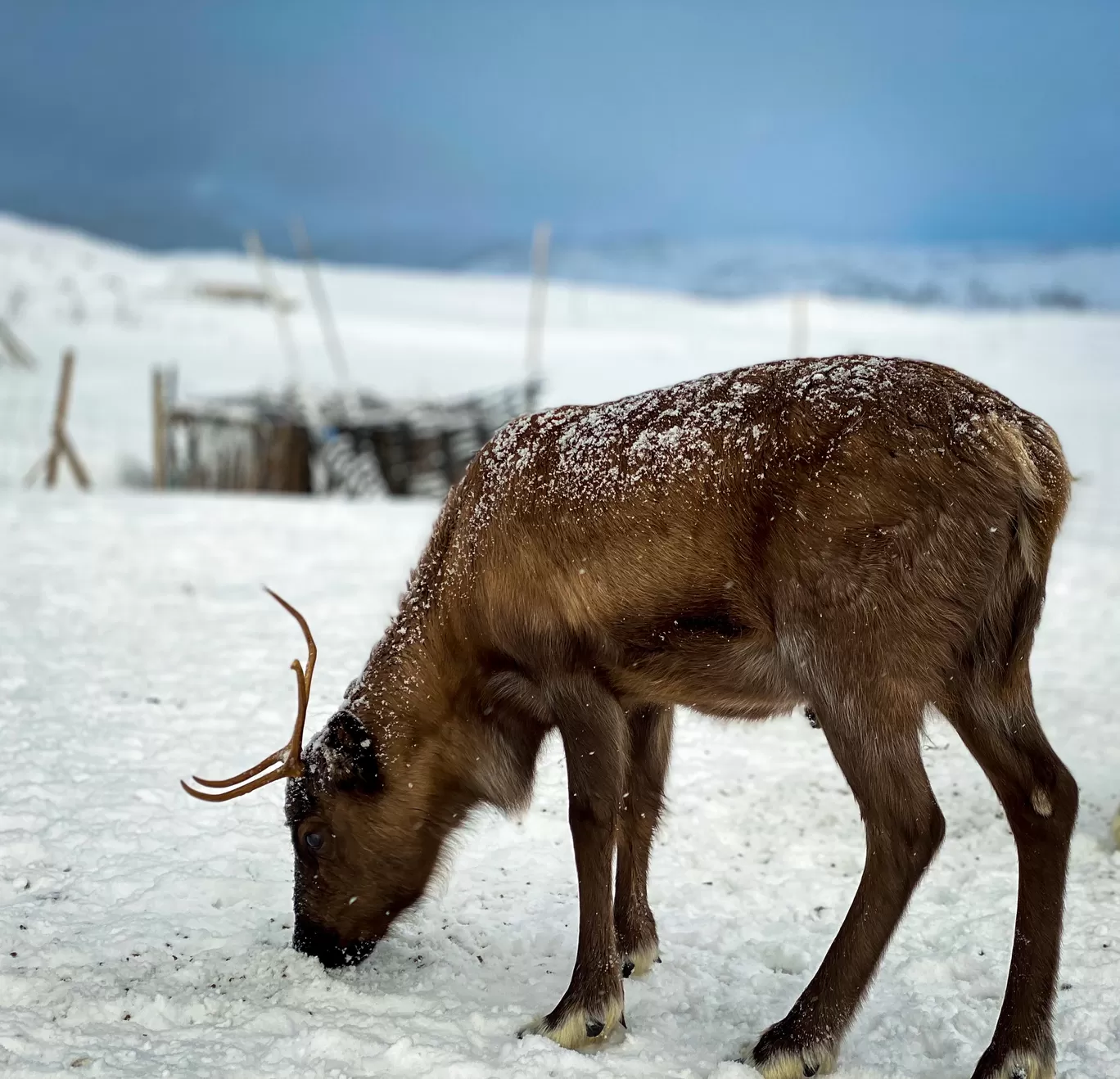 Photo of Tromsø By Shivangi Johri
