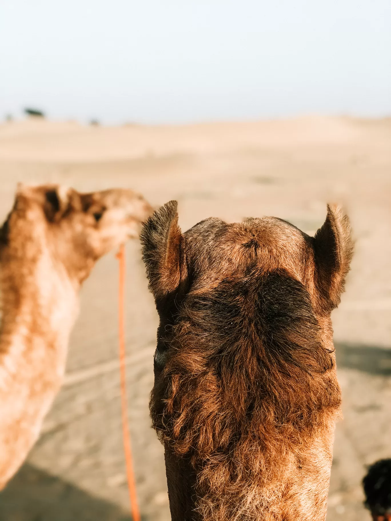 Photo of Jaisalmer By Jatin Modak