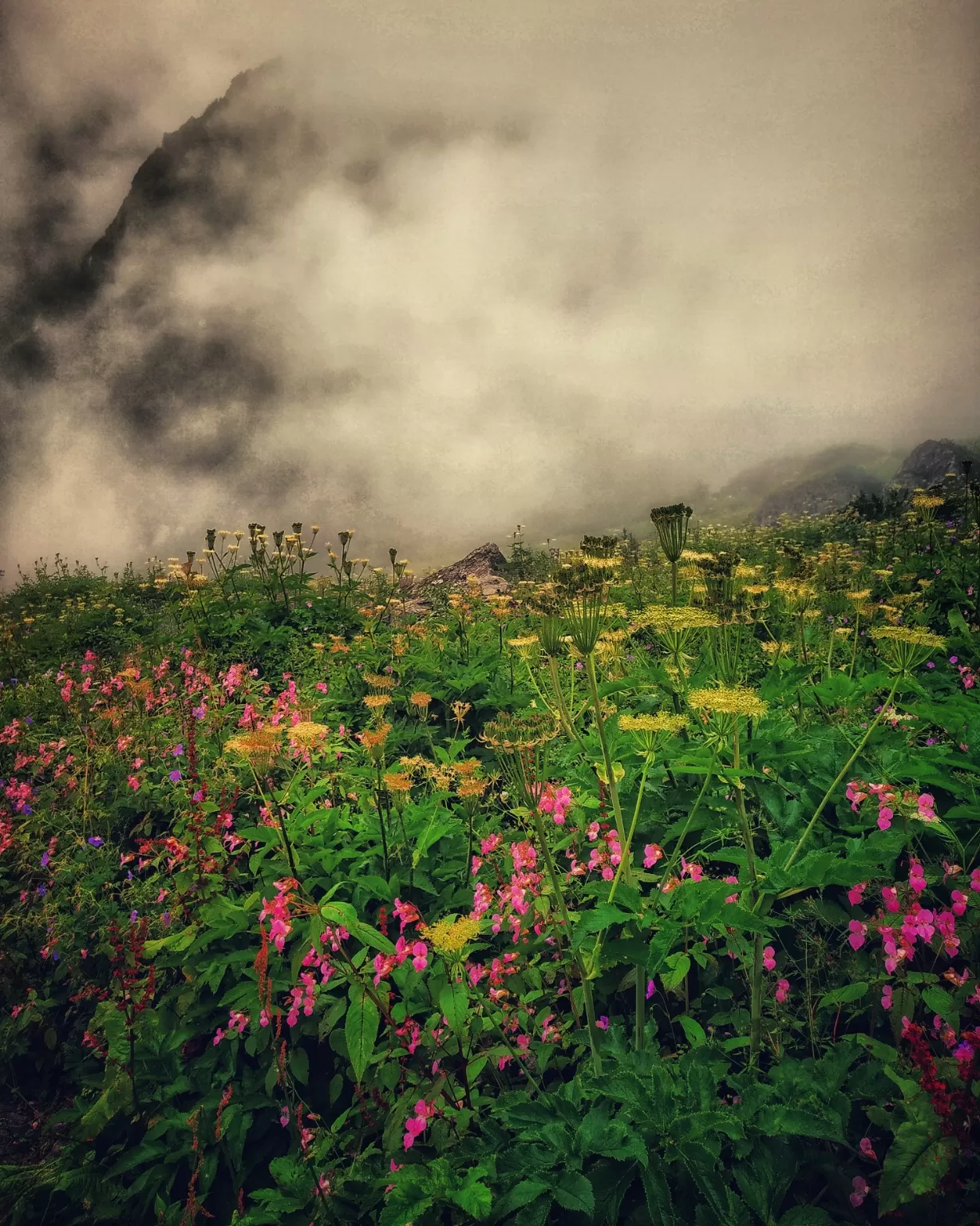Photo of Valley of Flowers National Park By Neelam Verma