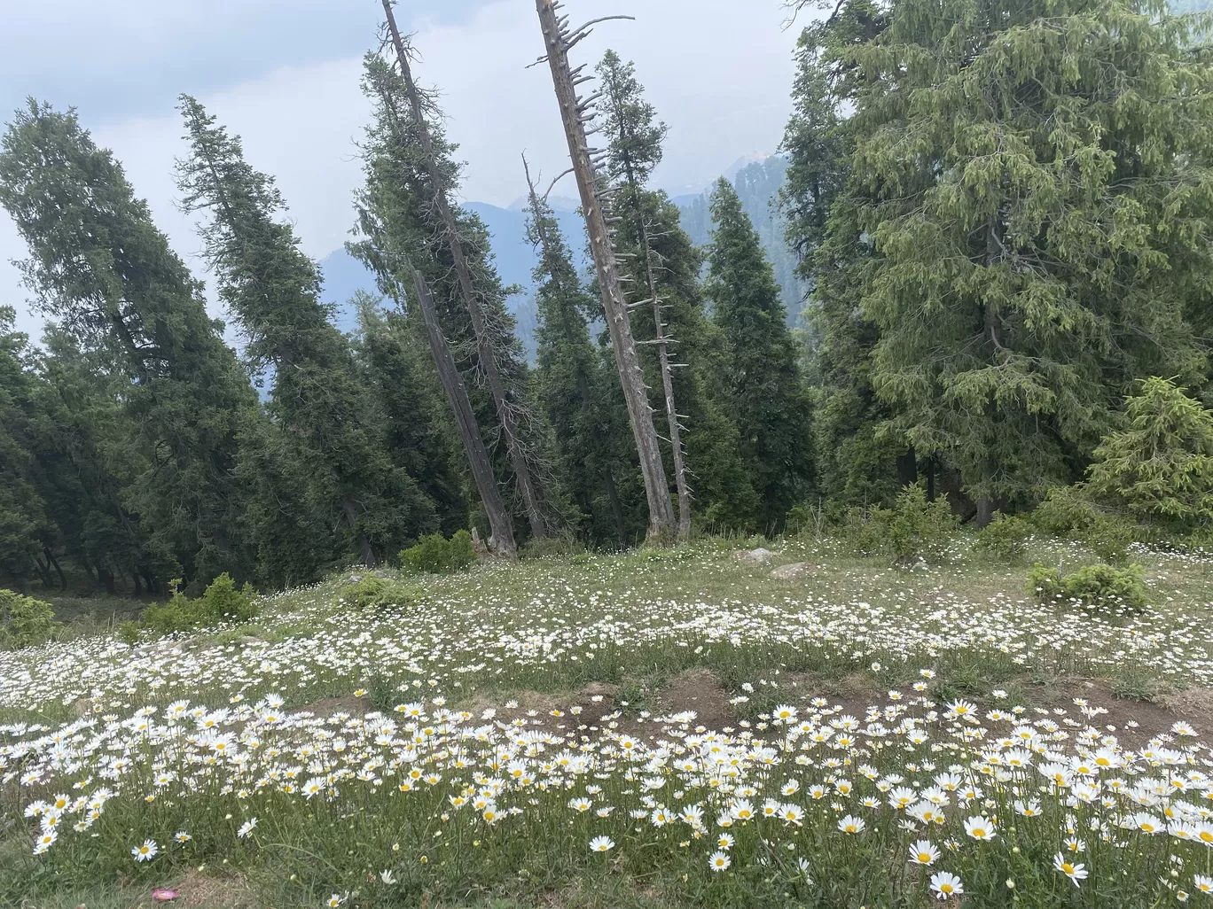 Photo of Dainkund Peak By Kuntala Banerjee