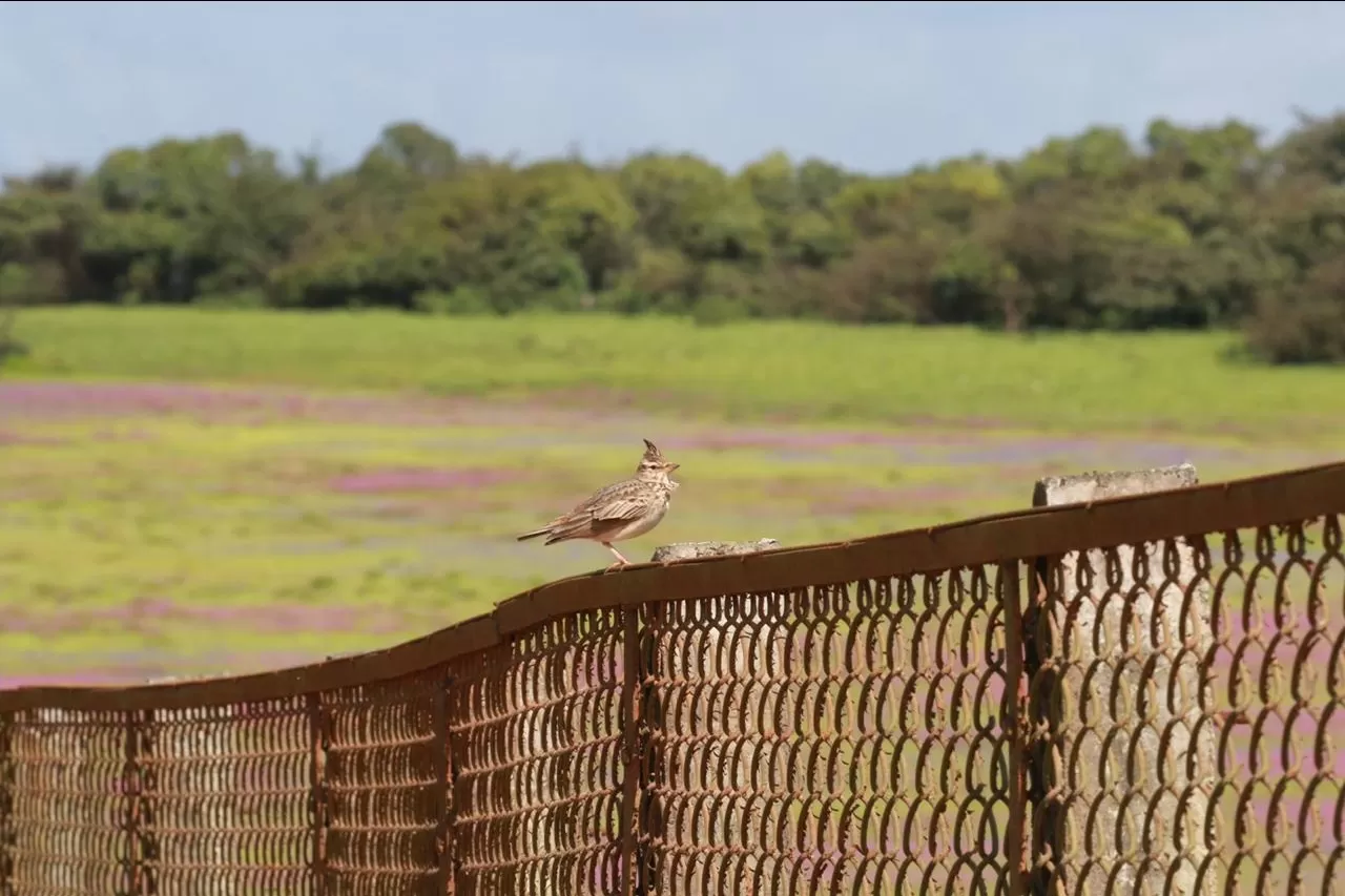 Photo of Kaas Plateau of Flowers By The Local Backpacker 