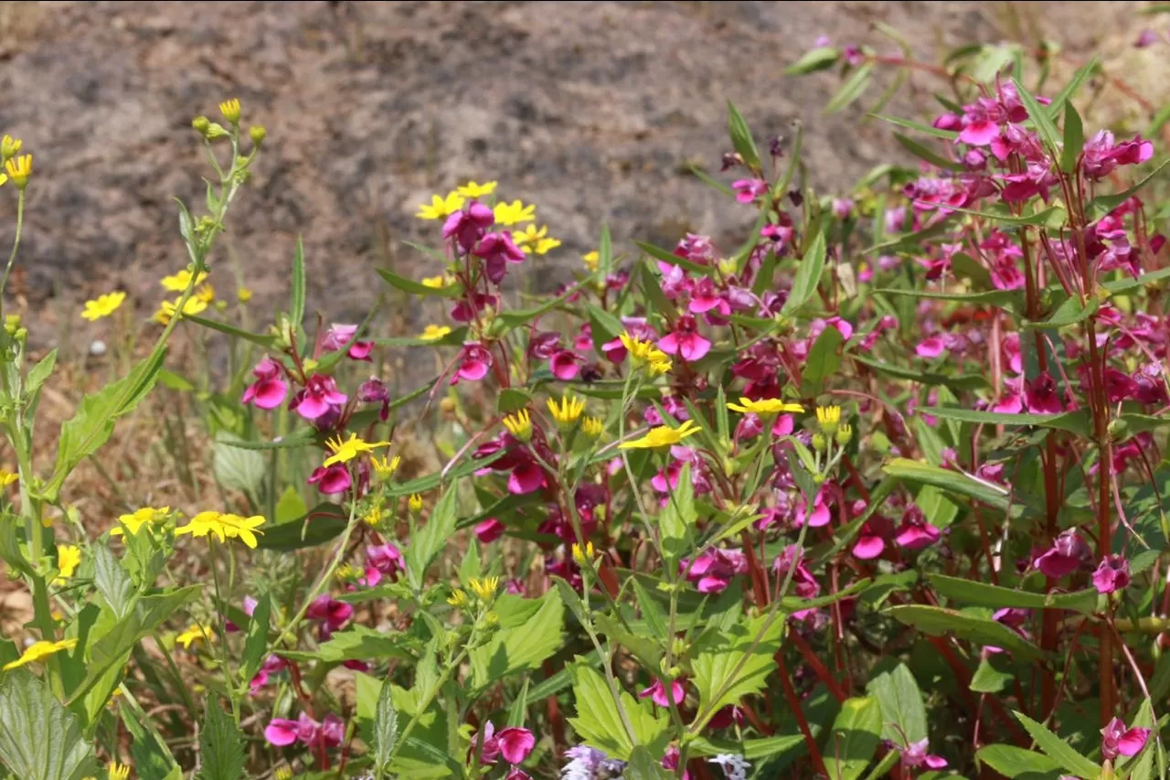 Photo of Kaas Plateau of Flowers By The Local Backpacker 