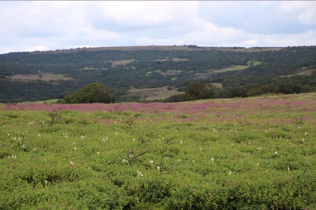 Photo of Kaas Plateau of Flowers By The Local Backpacker 