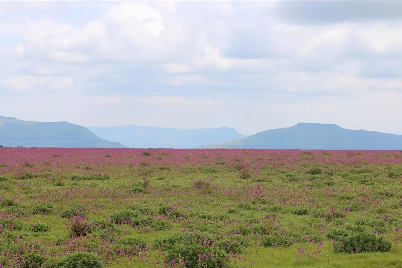 Photo of Kaas Plateau of Flowers By The Local Backpacker 