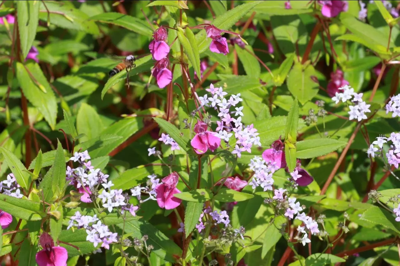 Photo of Kaas Plateau of Flowers By The Local Backpacker 