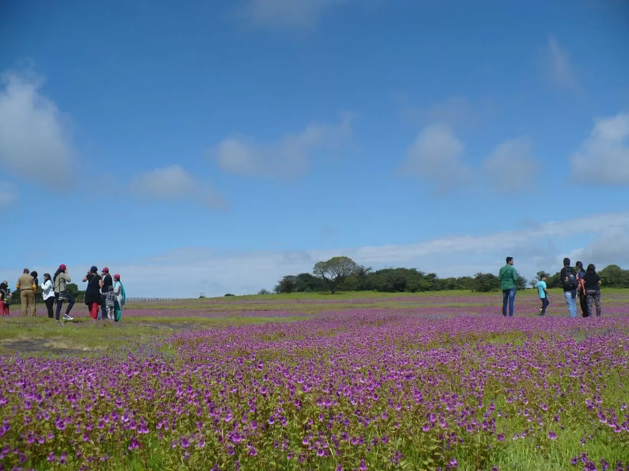 Photo of Kaas Plateau of Flowers By The Local Backpacker 
