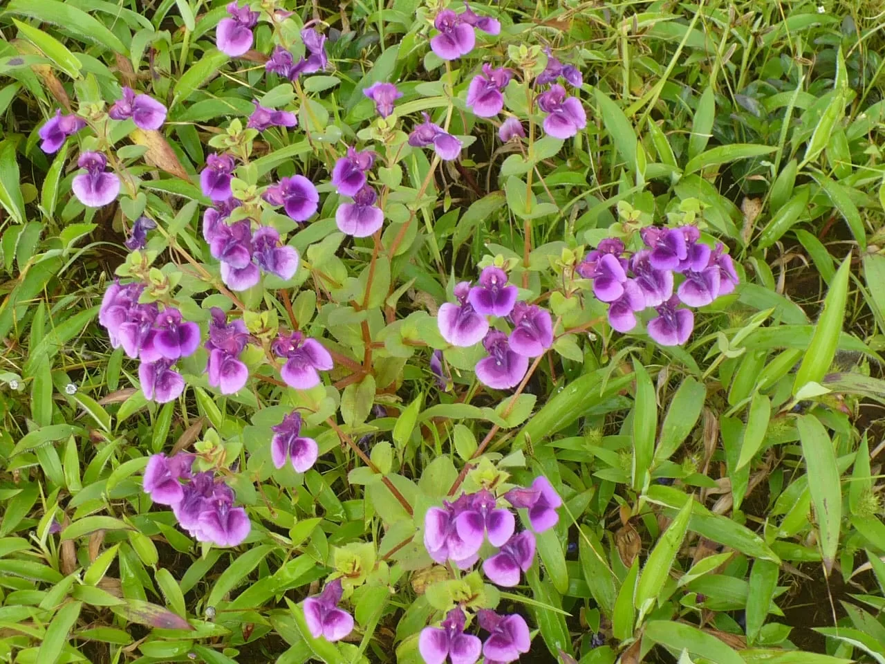 Photo of Kaas Plateau of Flowers By The Local Backpacker 