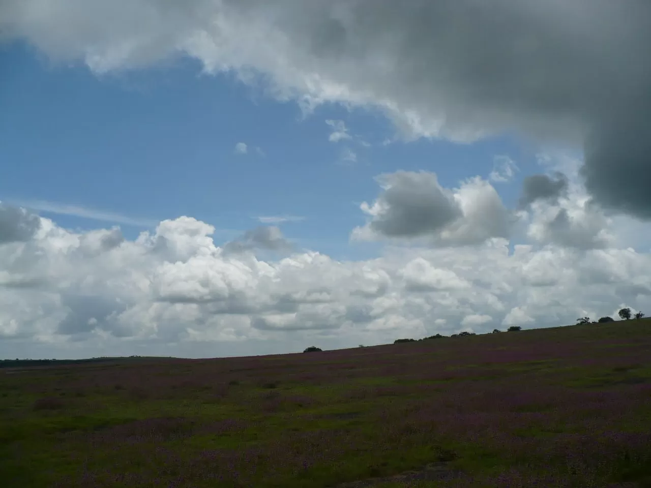 Photo of Kaas Plateau of Flowers By The Local Backpacker 