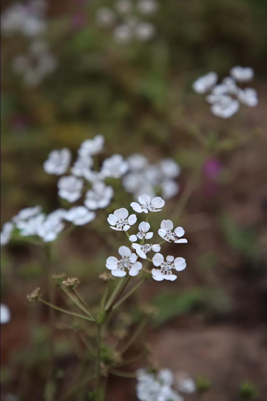 Photo of Kaas Plateau of Flowers By The Local Backpacker 