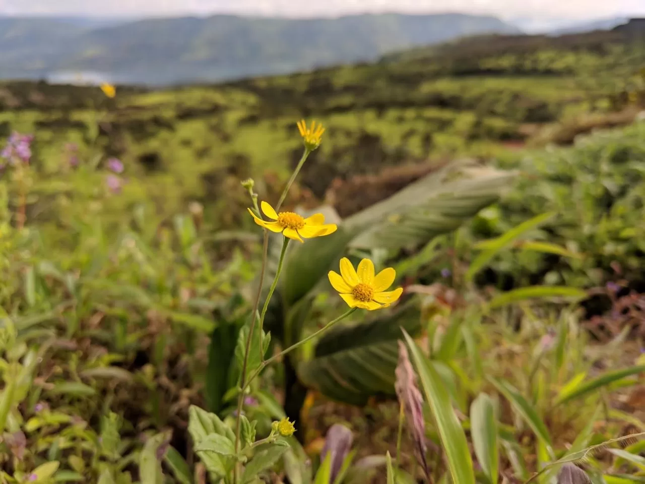 Photo of Kaas Plateau of Flowers By The Local Backpacker 