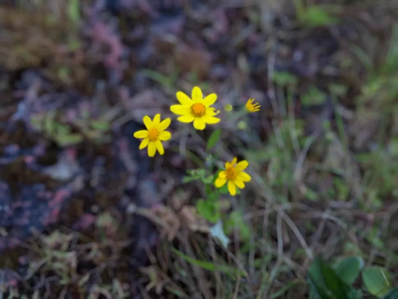 Photo of Kaas Plateau of Flowers By The Local Backpacker 