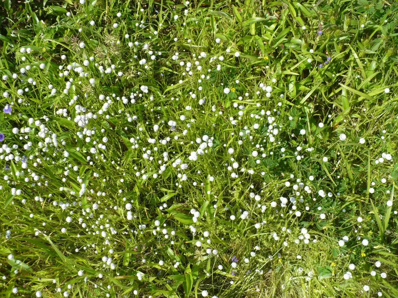 Photo of Kaas Plateau of Flowers By The Local Backpacker 