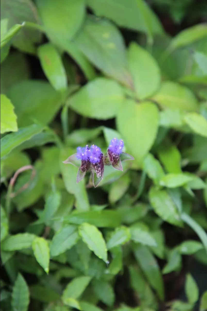 Photo of Kaas Plateau of Flowers By The Local Backpacker 