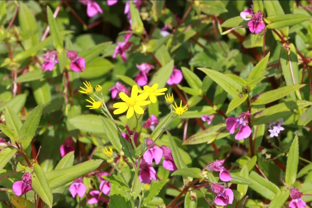 Photo of Kaas Plateau of Flowers By The Local Backpacker 