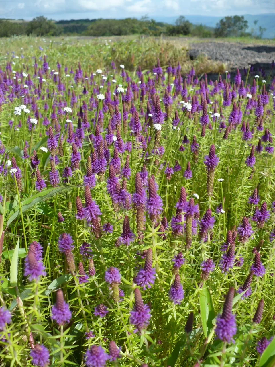 Photo of Kaas Plateau of Flowers By The Local Backpacker 