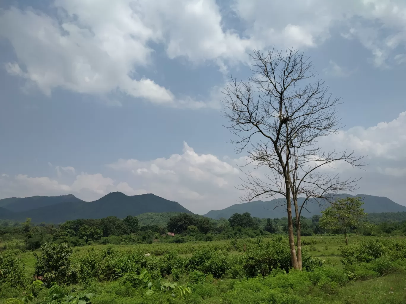 Photo of Deojhar By Swadhin Nayak