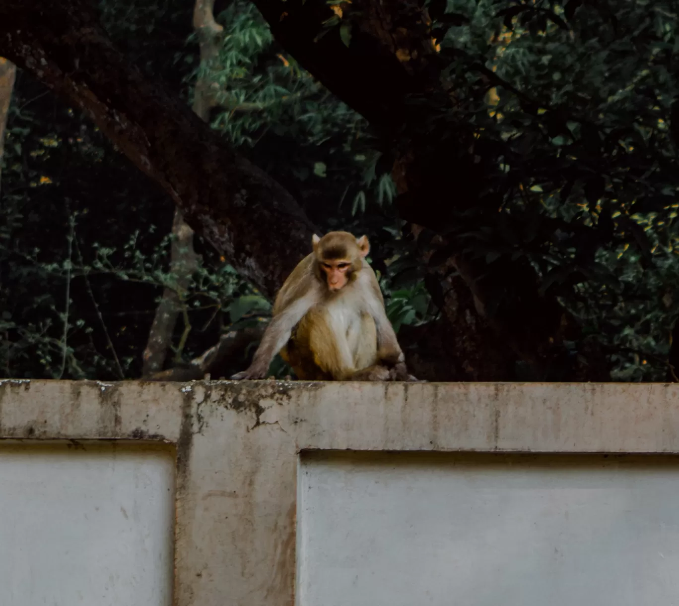 Photo of Katarniaghat Wildlife Sanctuary By Abdullah Saghir Ahmad