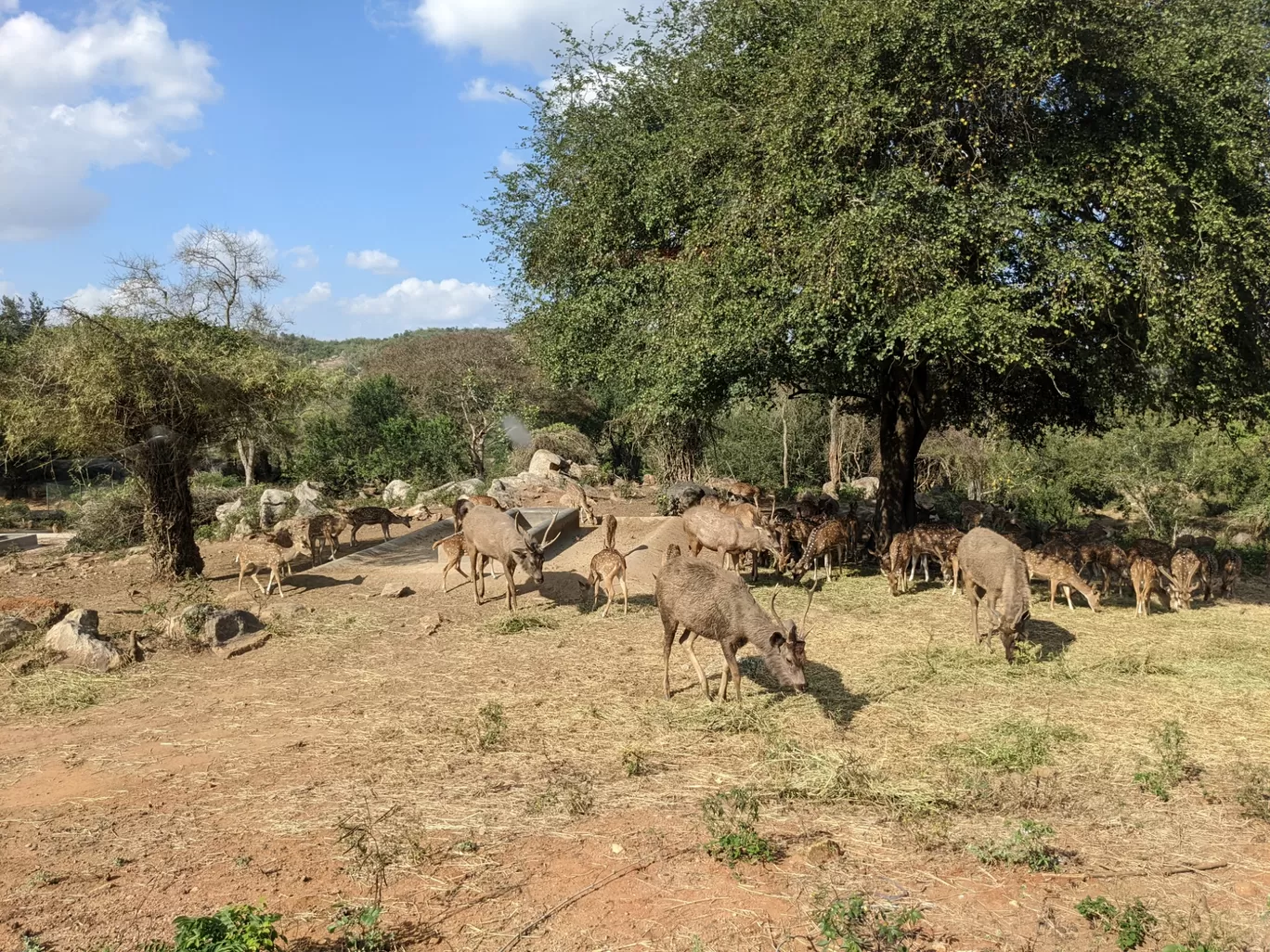 Photo of Bannerghatta National Park By Aparajita