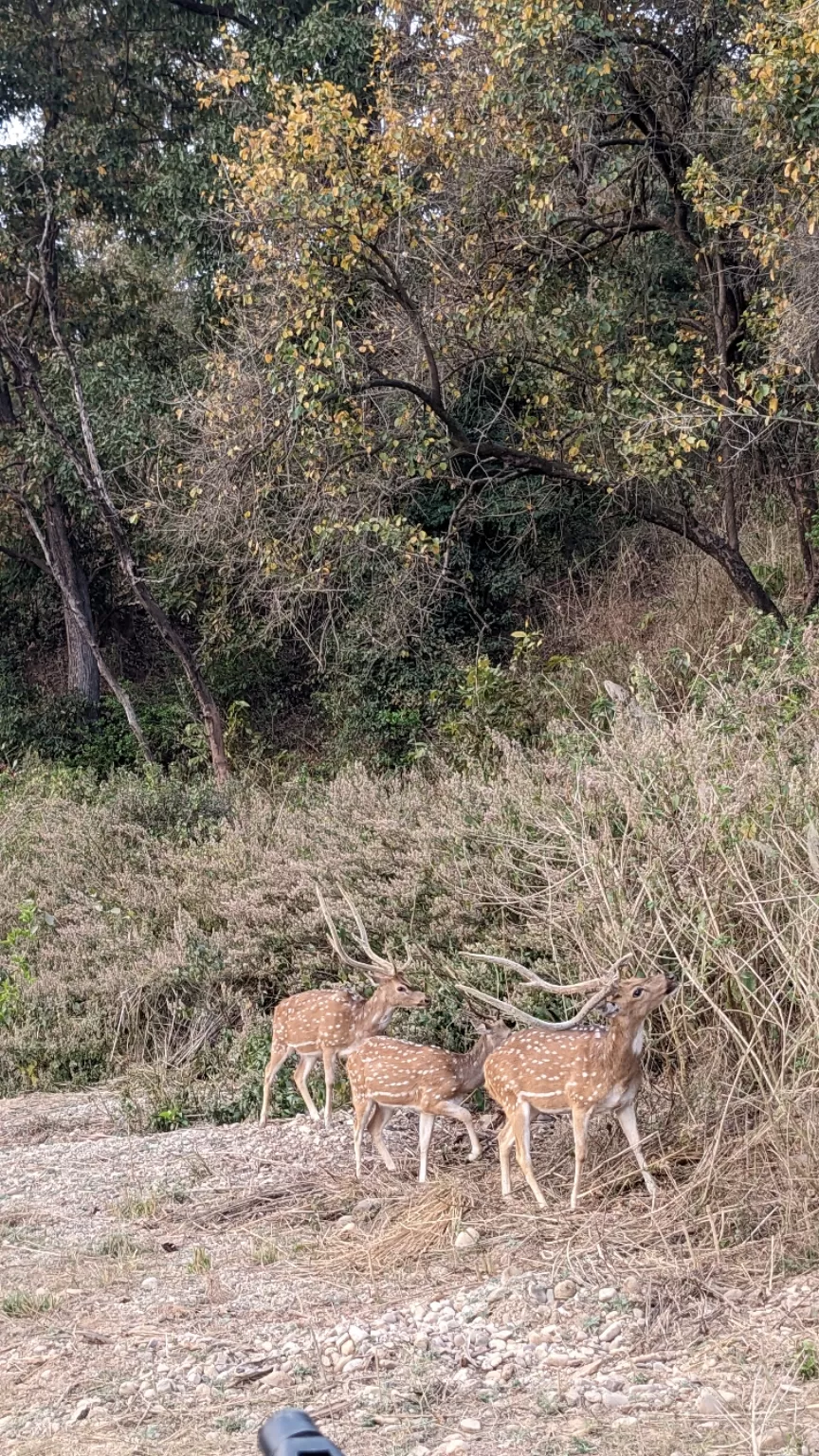 Photo of Rishikesh By Aparajita